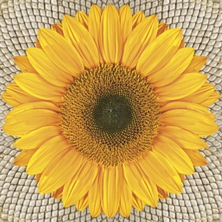 Салфетки за декупаж Sunflower on Seeds - 1 парче